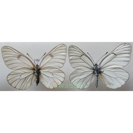 Aporia crataegi (Linnaeus, 1758) pair Poland58e
